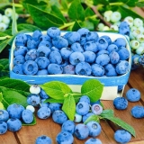 Zašto su borovnice korisne: kalorije, sadržaj bju, vitamina, glikemijski indeks, koristi i štete tokom trudnoće, dojenja